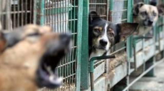 Câinii maidanezi NU mai pot fi eutanasiați