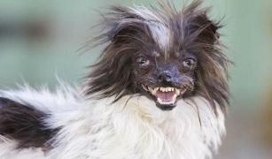 "Alună" e cel MAI URÂT CÂINE din lume