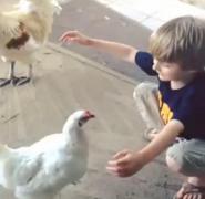 Cât de drăguţ! O găină pare să atace, însă finalul este cu totul neaşteptat