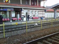 Un bărbat a fost găsit DECAPITAT în gara din Ploiești!