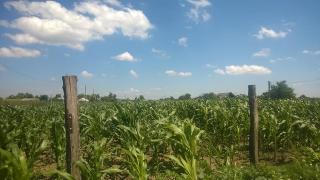 Se întâmplă în România! I-au demolat casa pentru a planta porumb