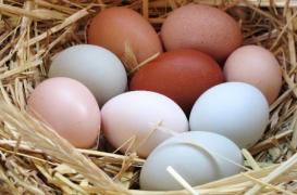 INEDIT! Lucruri pe care nu le ştiai despre ouă