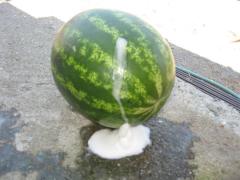 Incredibil! Pepene verde cu...spumă!