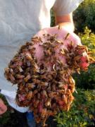 FOTO - ȘOCANT! Un bărbat are mâna acoperită de... ALBINE!