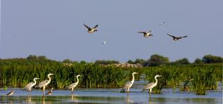 Delta Dunării, în New York Times: "Este un loc de o frumuseţe UTOPICĂ"