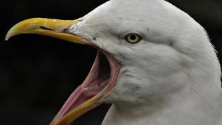 Pescărușii au scăpat de sub control!