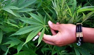 Incredibil! Iată cine pledează pentru legalizarea canabisului