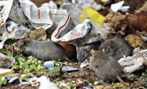 Parc din Capitală, invadat de şobolani!