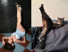 FOTO Haios! Pisicile ştiu să pozeze mai ceva ca vedetele de la Hollywood