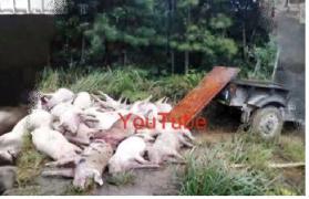 Sfera CIUDATĂ care a omorât 170 de porci