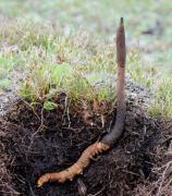 Viagra e o nimica toată! Yarsagumba, "pastila albastră" din natură