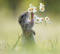 Cel mai drăguţ lucru pe care l-aţi văzut până acum! Un popândău miroase margarete