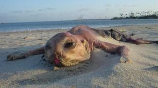 Este ÎNFIORĂTOR! O creatură a băgat spaima în oamenii aflaţi la plajă