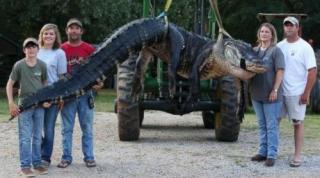 O captură RECORD! Au prins un crocodil de peste 450 de kilograme