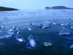 Plajă INVADATĂ de CREATURI BIZARE! Uite cum arată!