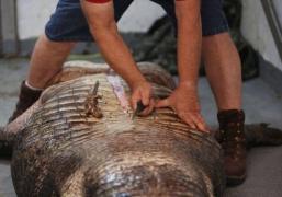 Au rămas MUŢI de uimire! Ce au găsit în STOMACUL unui aligator IMENS