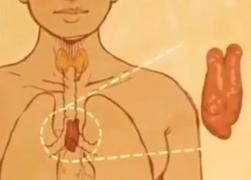 Premieră mondială! Un organ complet funcţional, creat în corpul unui animal viu