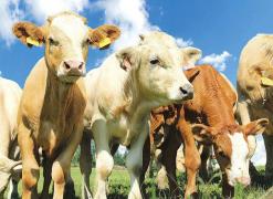 Boala ”limbii albastre” nu e periculoasă pentru oameni!