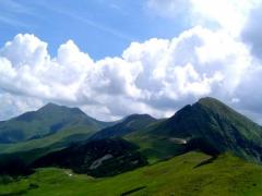 Plantă rară, REDESCOPERITĂ în România, după mai bine de un SECOL!