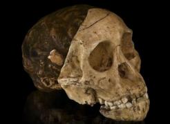 ADEVĂRUL despre CRANIUL vechi de trei milioane de ani. Ce au aflat acum cercetătorii