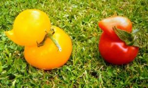 INCREDIBIL! Cum arată ROŞIILE în formă de RAŢĂ!