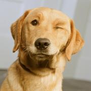 Ce spune câinele tău despre tine