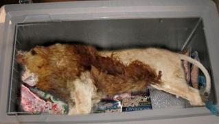 Au găsit UN LEU în frigiderul RESTAURANTULUI! MOTIVUL este ȘOCANT!