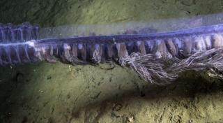 CREATURĂ BIZARĂ descoperită în ADÂNCURI! Uite CE ESTE!