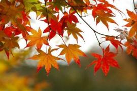 Prognoza meteo începând de mâine! Vremea se răceşte