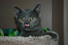 El este Lazarus! Motanul FĂRĂ NAS!