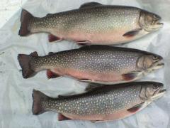 UIMITOR! Ce a găsit un ploieştean într-un păstrăv de la supermarket