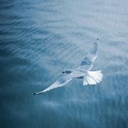 SALVAT de PESCĂRUŞ! A plutit 8 ZILE pe MARE!