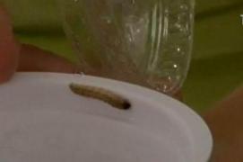 VIERME în apa de la ROBINET! O femeie a rămas ŞOCATĂ!