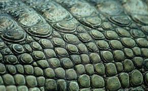 DROGUL de la care "îţi cresc solzi verzi de reptilă"! Imagini ŞOCANTE cu TRANSFORMAREA!