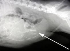 RADIOGRAFIA care a ȘOCAT lumea medicală! Uite ce avea în burtă un copil de 2 ANI!