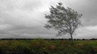 Cod GALBEN de vânt! Zonele afectate