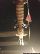 Înfricoşător! Este un MONSTRU al MĂRII!