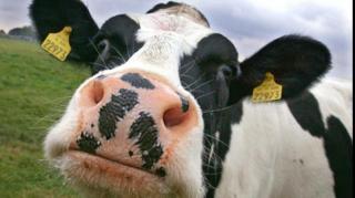 Noi focare ale bolii limbii albastre! Sunt afectate animalele din Constanţa