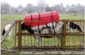 Numai ei se puteau gândi la aşa ceva! În Germania, VACILE au balon ataşat. Motivul?!
