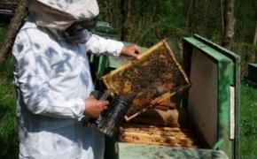 A pus icoana într-un stup de albine pentru a le binecuvânta! După o LUNĂ s-a întâmplat MINUNEA