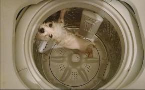 Șocant! Un tânăr și-a pus câinele în mașina de spălat. Ce s-a întâmplat la final, e GREU de CREZUT!