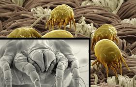 Nu e o glumă! De ce NU E BINE să îți faci patul dimineața