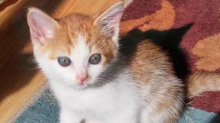 A găsit pe stradă o pisică abandonată. Alături de ea, un mesaj emoţionant scris de un copil. IMPRESIONANT!