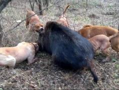 Patru români au împuşcat două capre sălbatice şi un iepure. PEDEAPSA primită pentru BRACONAJ e cruntă!