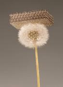 VIDEO: A fost creat METALUL mai uşor decât PUFUL UNEI PĂPĂDII.  Cum a fost posibilă MINUNEA