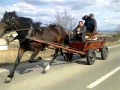 CRUZIME FĂRĂ MARGINI: Ce au făcut doi români cu un CAL depășește ORICE IMAGINAȚIE!