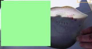 A prins o PISICĂ de MARE în năvod! Când a apăsat-o pe burtă şi a văzut ce iese din ea a avut un ŞOC