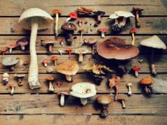 Slăbești cu ajutorul ciupercilor! Sunt mai sănătoase decât portocalele!