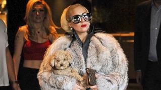 Veste bună! A fost interzisă fabricarea de blănuri naturale!