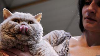 Belgia: Pisicile au invadat internetul în timpul operațiunilor antiteroriste